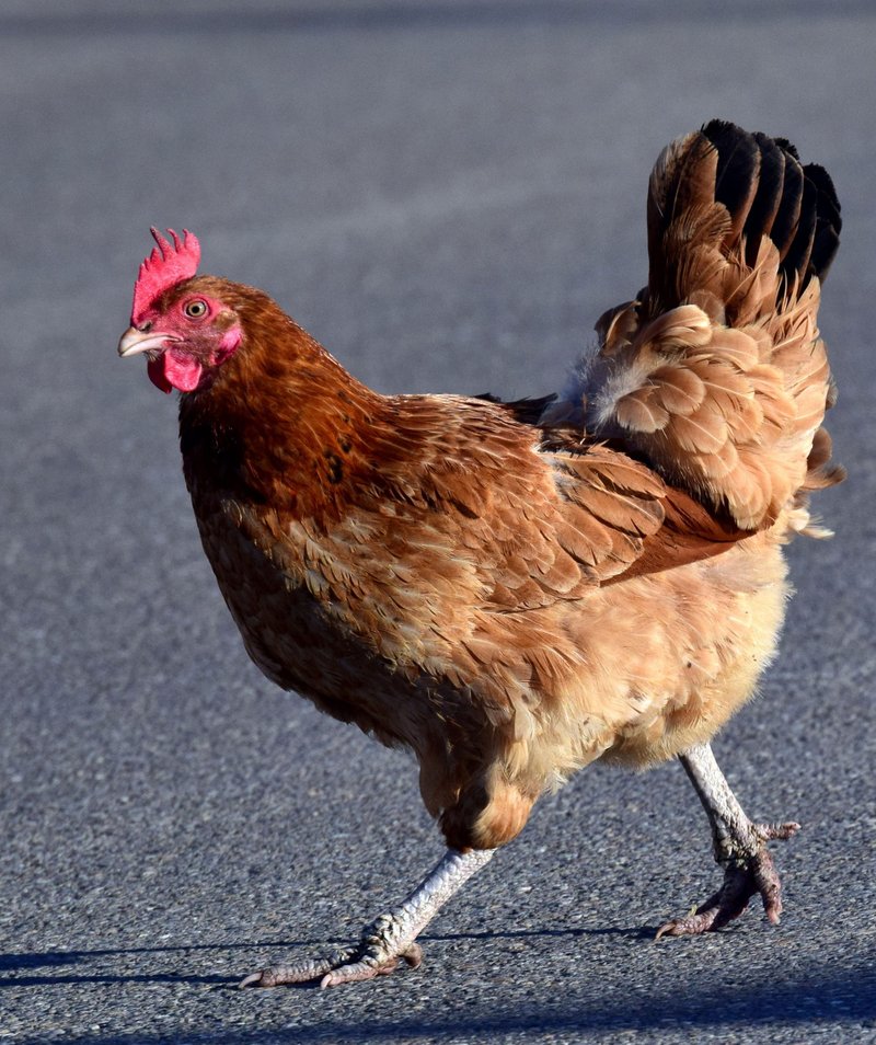 Introduction to jugar chicken road